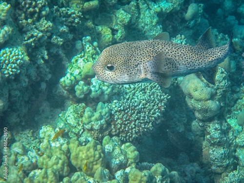 Underwater photography of the Red Sea reefs in South Sinai