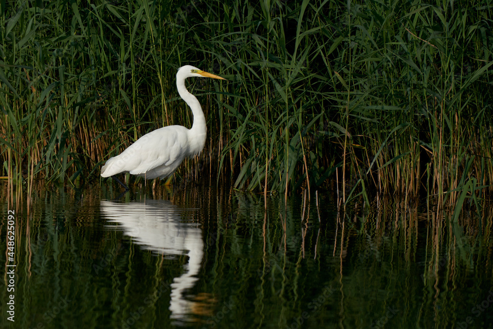 Great White Egret (Ardea alba) hunting amongst the reed along the edge of a lake at Ham Wall in Somerset, United Kingdom. Great White Egret (Ardea alba) hunting amongst the reed along the edge of a lake at Ham Wall in Somerset, United Kingdom.