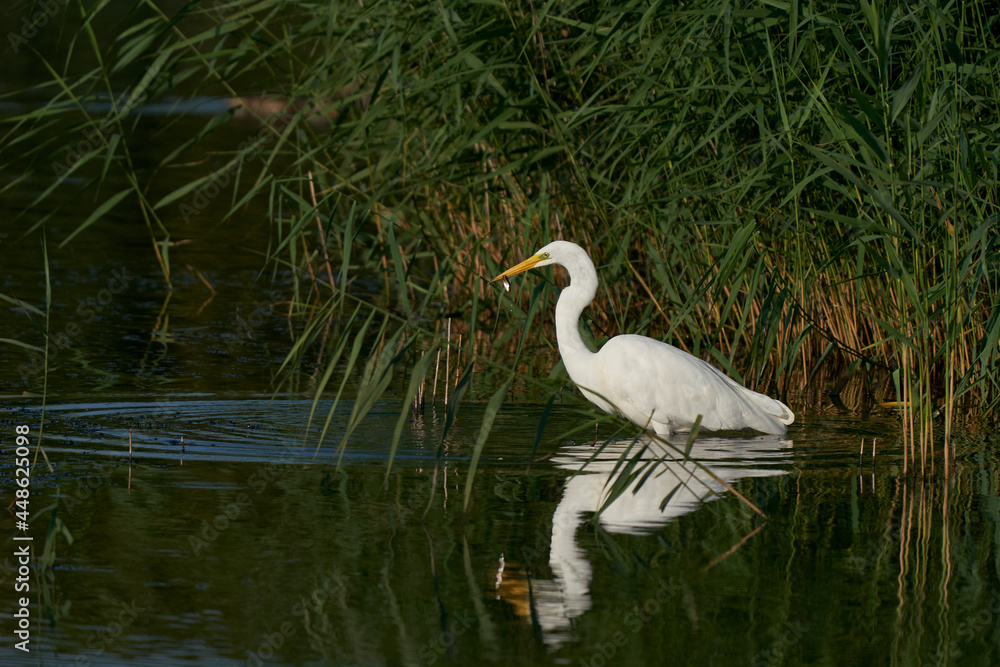 Great White Egret (Ardea alba) hunting amongst the reed along the edge of a lake at Ham Wall in Somerset, United Kingdom. Great White Egret (Ardea alba) hunting amongst the reed along the edge of a lake at Ham Wall in Somerset, United Kingdom.