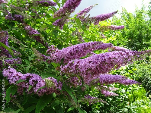 Sommerflieder