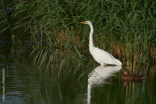 Great White Egret  Ardea alba  hunting amongst the reed along the edge of a lake at Ham Wall in Somerset  United Kingdom. 