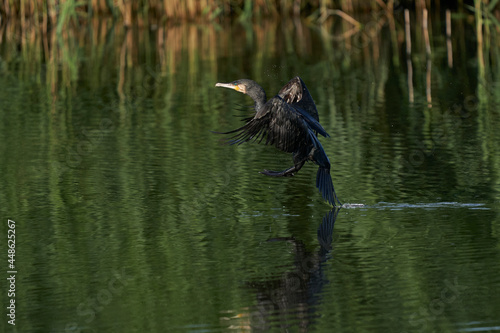 Cormorant (Phalacrocorax carbo) landing on a lake at Ham Wall in Somerset, United Kingdom. 