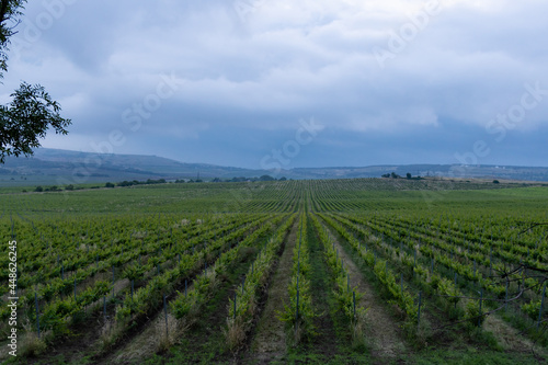 Vineyard on a summer cloudy rainy day. 
