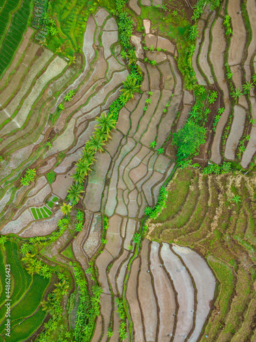 Overhead shot Drone photo of the Indonesian terraced rice fields in top down view © MdzFahmi
