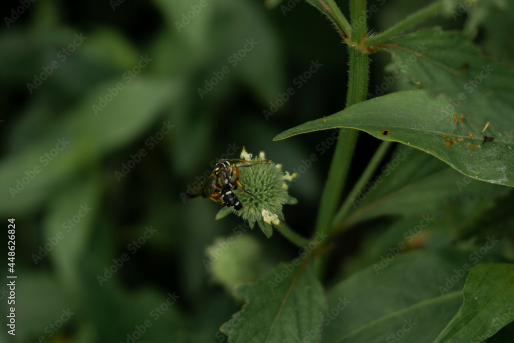 Photo of A bee is perching on a white green flower looking for nectar Photo of A bee is perching on a white green flower looking for nectar