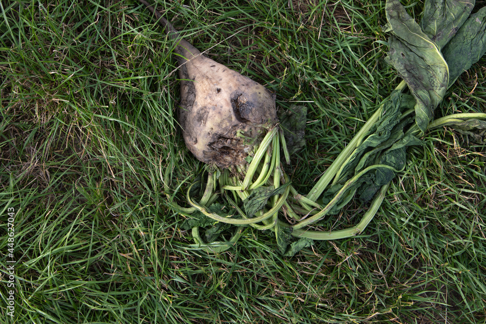 Obraz premium pulled out beet lies on grass
