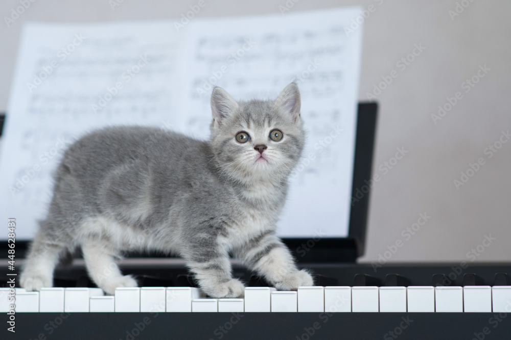 Obraz kotek gra na pianinie