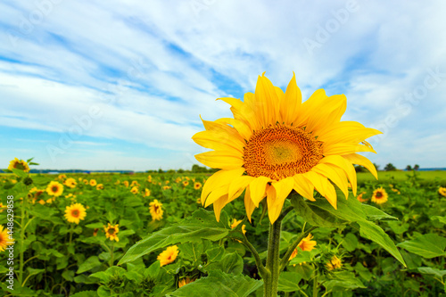 golden sunflower on summer field against blue sky with white clouds background