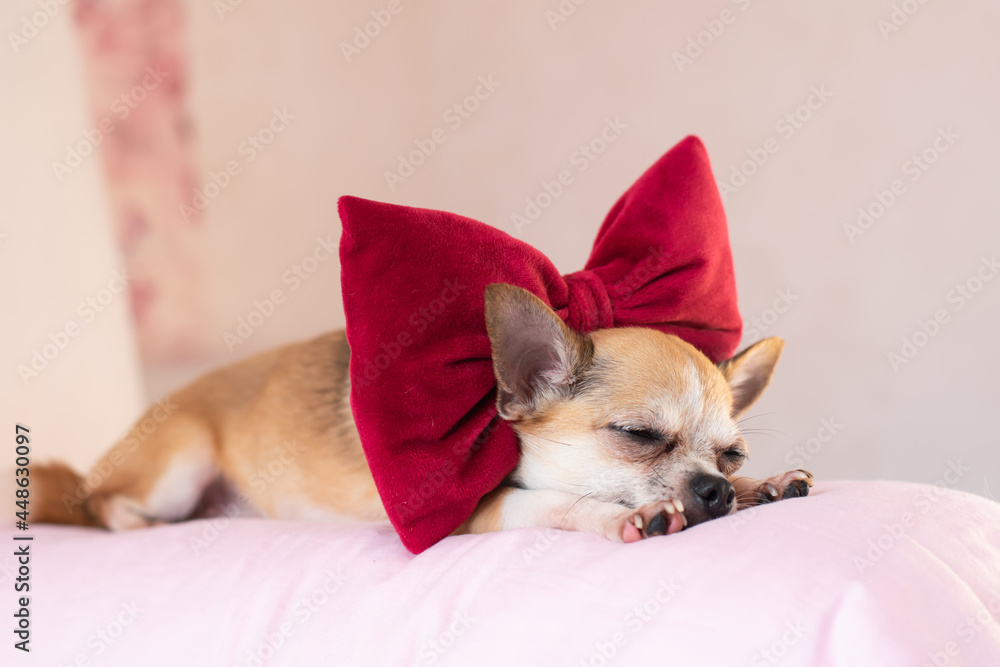 Small beautiful dog with a big red bow.