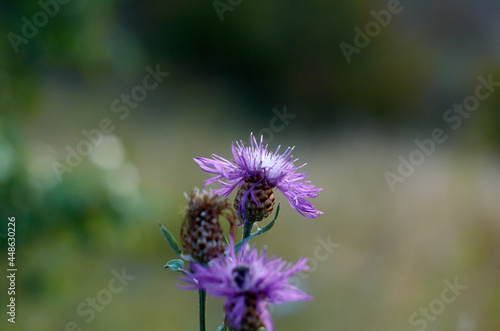 Small blue cornflowers on the natural background © Александр Гичко