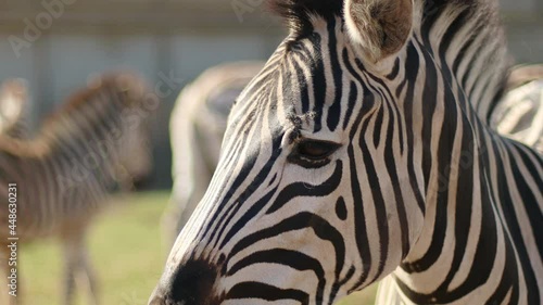 Amazing African zebras stand in the bright sun in hot savannah. African safari