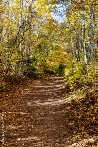 Hiking trails through the autumn woods.