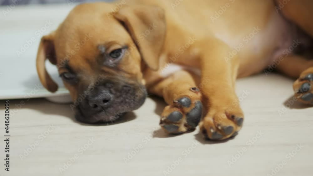 Tired and funny German boxer puppy falls asleep, tired dog sleeps Tired and funny German boxer puppy falls asleep, tired dog sleeps