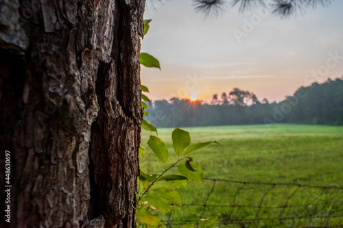 sunrise in the forest