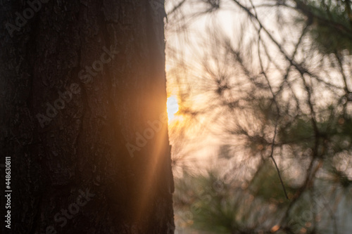 sun rays through the trees