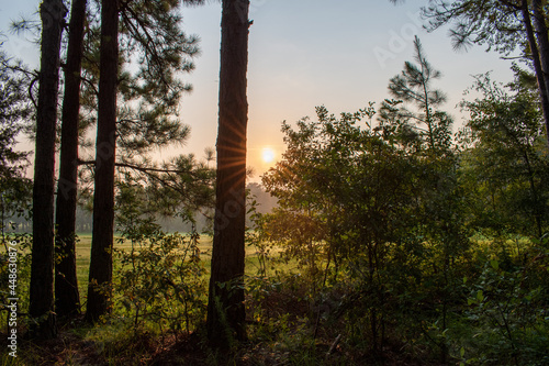 sunset in the woods