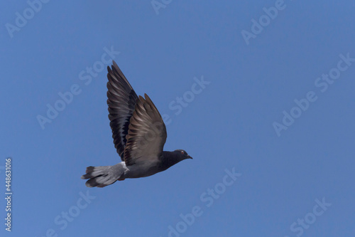 pigeon flying in a blue sky © romantiche