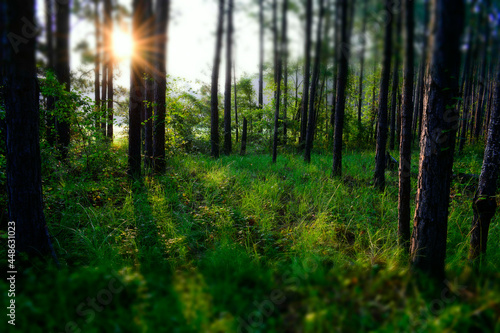 sun rays in the forest