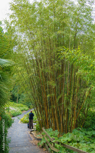 giant bamboo Bambusoideae growing very tall in the UK