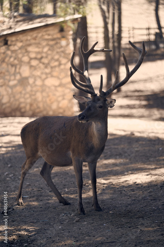 Lonely deer with big antlers in a park