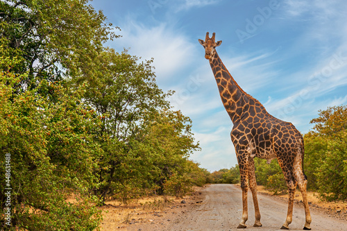 Giraffe at the Kruger National Park in South Africa