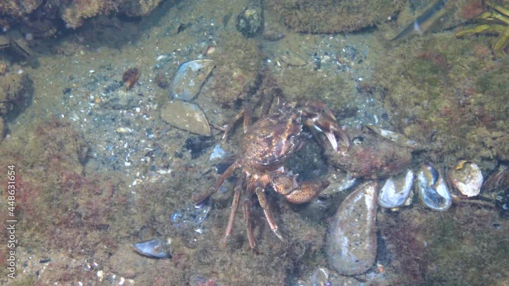 Male of Green crab (Carcinus maenas) during mating. Invasive species ...