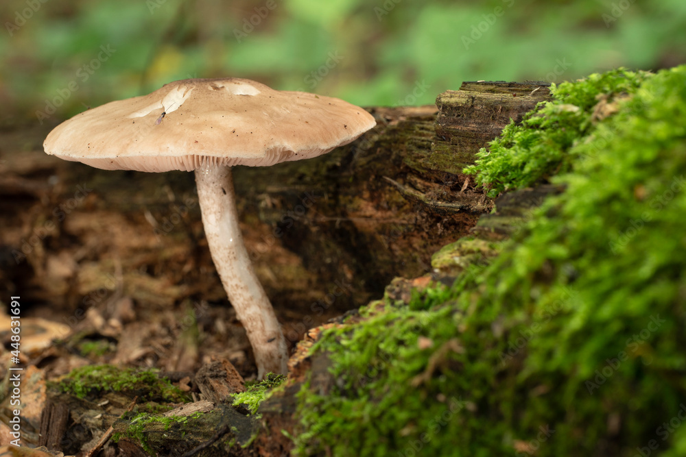 Mushroom growing on a tree trunk covered by moss in the autumn forest. Mushroom growing on a tree trunk covered by moss in the autumn forest.