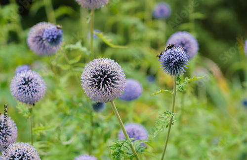 beautiful blue globe thistle (Echinops bannaticus) with insects enjoying the feed