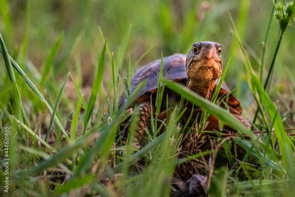 Curious box turtle looking up through the grass
