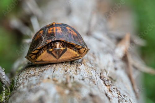 Box turtle on log hiding in its shell