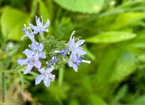 Flowering Globe Gilia photo