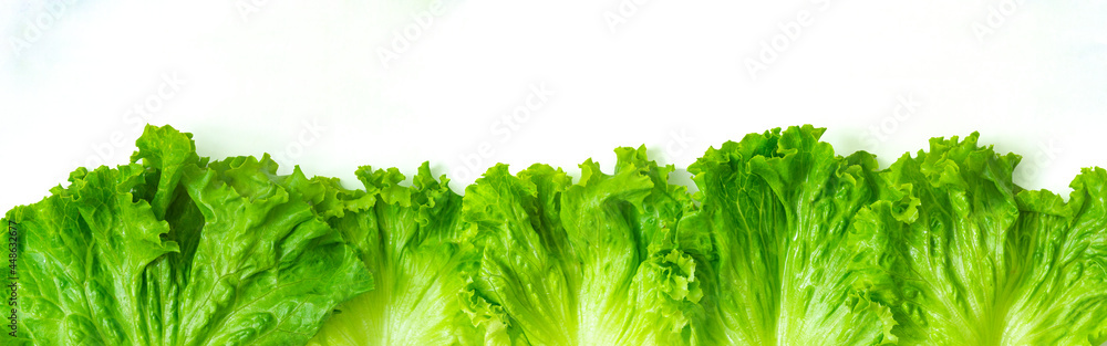 fresh green lettuce salad banner, high resolution panorama border - obrazy, fototapety, plakaty 