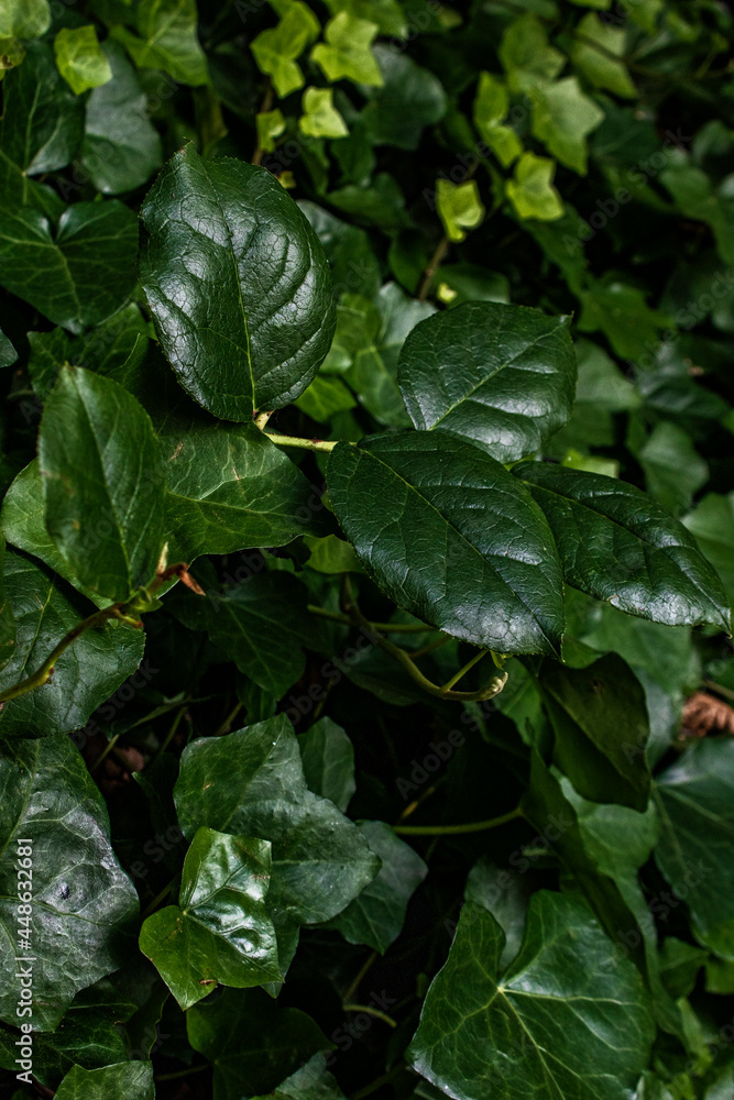 Obraz premium Ivy growing in a forest