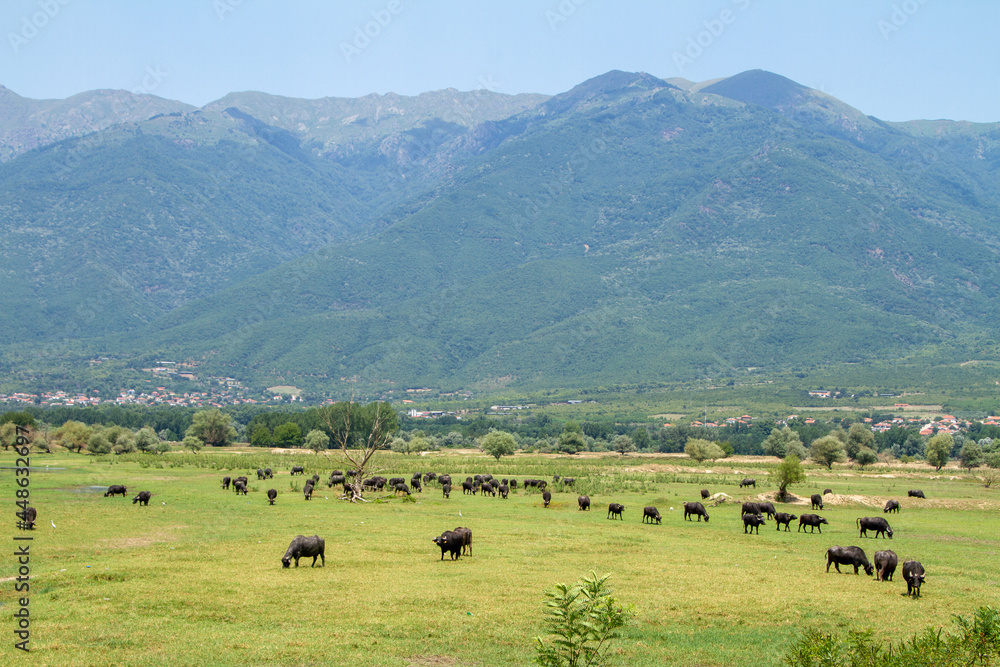 Greece, free buffalo at Lake Kerkini Greece, free buffalo at Lake Kerkini