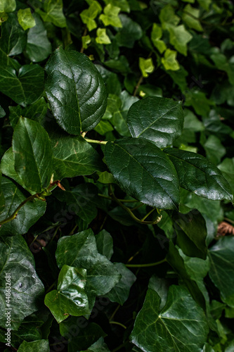Ivy growing in a forest