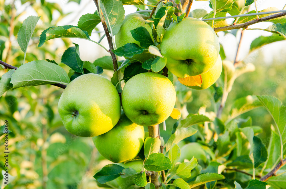 juicy ripe apples grow in an orchard on a branch of an apple tree with green leaves, close-up, evening time juicy ripe apples grow in an orchard on a branch of an apple tree with green leaves, close-up, evening time