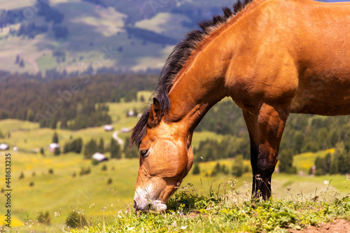Close up of brown horse grazing in green mountain fields © Tom