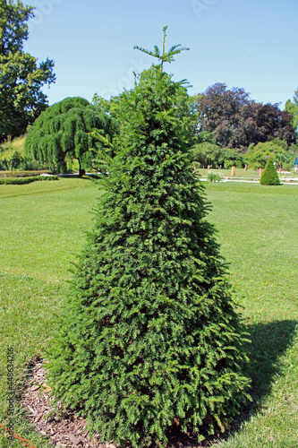 Taxus baccata l., plants by summer, Zagreb, Croatia, Europe