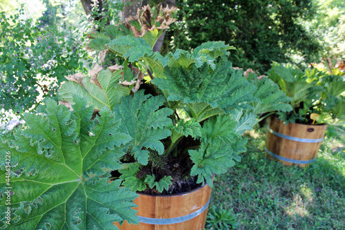 Gunnera manicata, plants by summer, Zagreb, Croatia, Europe