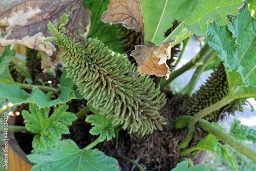 Gunnera manicata, plants by summer, Zagreb, Croatia, Europe