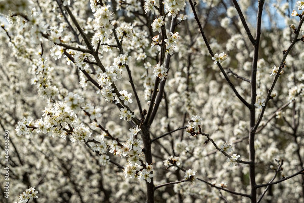 Close-up of blossoms and branches of flowering fruit trees, probably apple or cherry trees, Weserbergland, Lower Saxony, Germany. Close-up of blossoms and branches of flowering fruit trees, probably apple or cherry trees, Weserbergland, Lower Saxony, Germany.