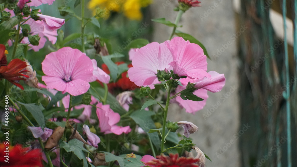 pink flowers in the garden pink flowers in the garden