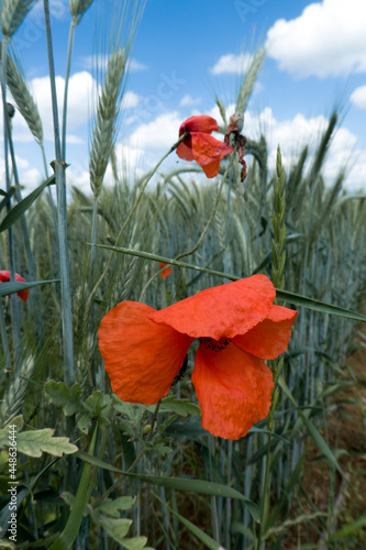 Mohnblumen