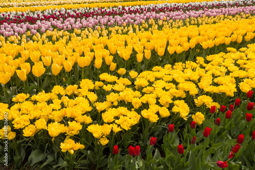 Tulpenfeld