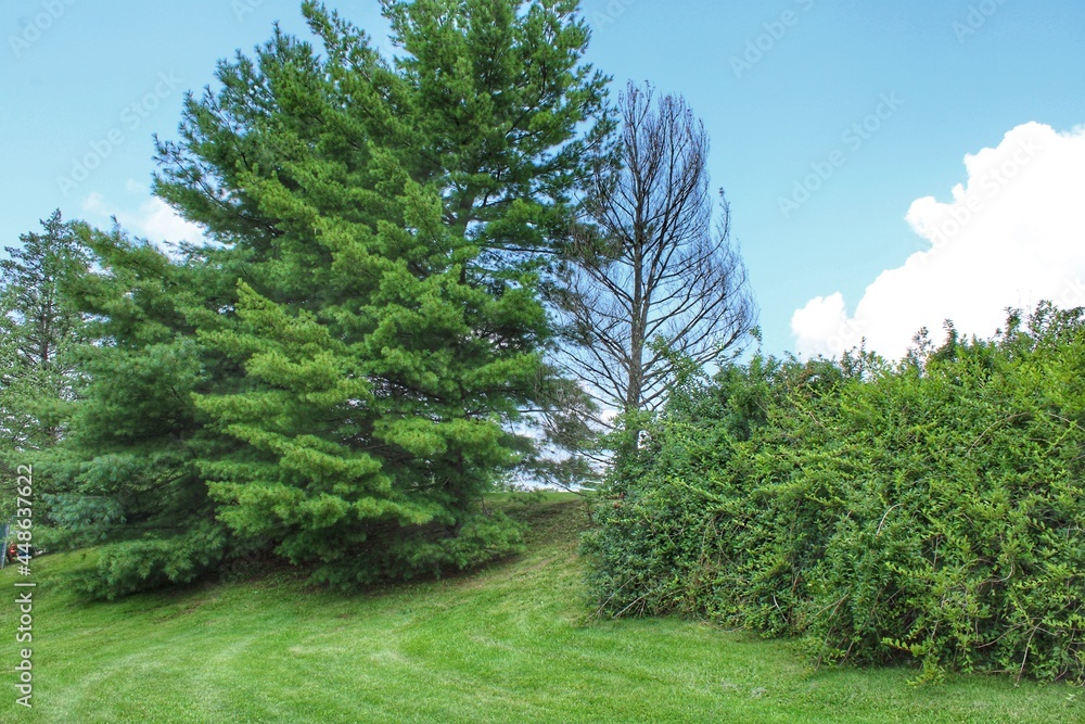 Fototapeta premium Trees in the park in summer