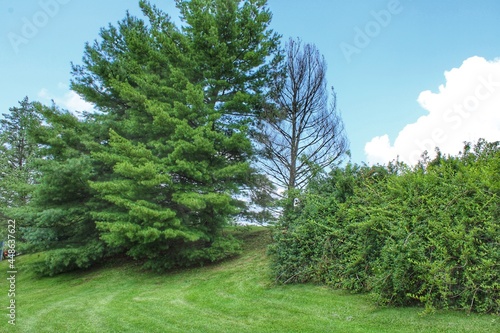 Trees in the park in summer 