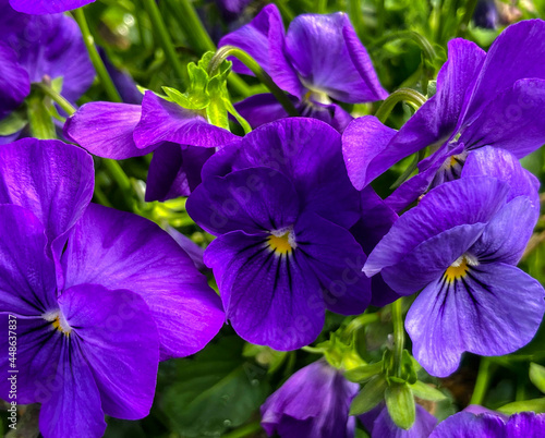 Blooming Natural Purple Pansy Flowers