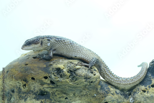 A Sulawesi spiny water skink (Tripidophorus apulus) is sunbathing on dry wood. photo