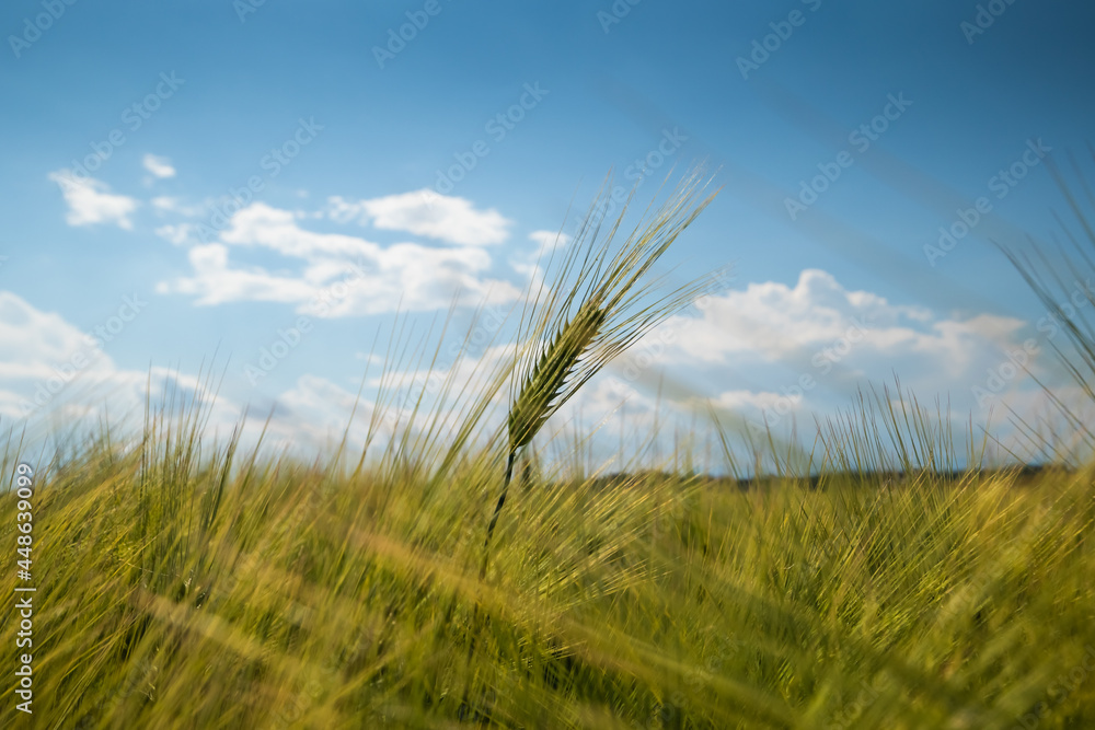 Ears of wheat swaying in the wind on a sunny day Ears of wheat swaying in the wind on a sunny day