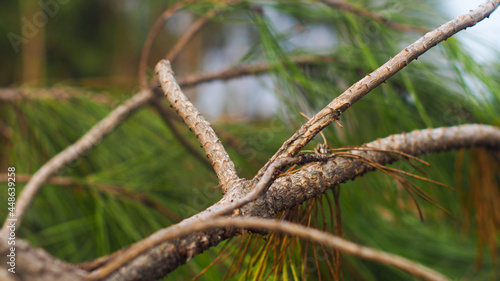 Macro de petits éléments naturels (aiguilles, branches de pins, écorce de bois), dans la forêt des Landes de Gascogne